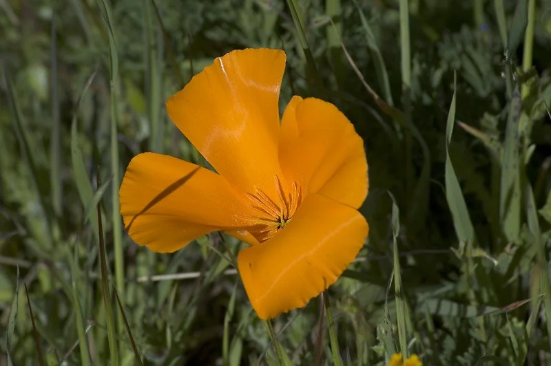  As the beetles eat the pollen for its protein, they get the pollen all over themselves and then move on to another poppy.