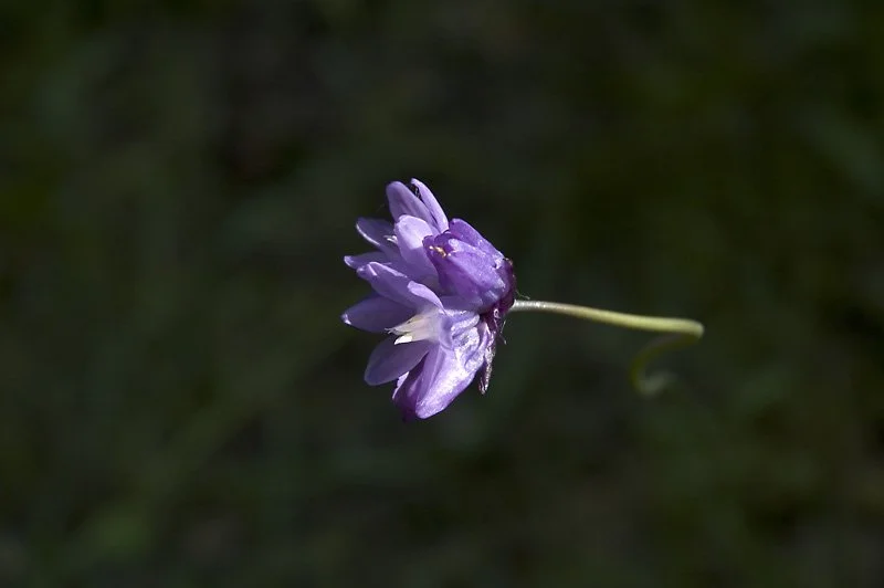 But I do want to share with you some of my photographs and a few things I've learned about flowers that I found fascinating.
I hope you do too.