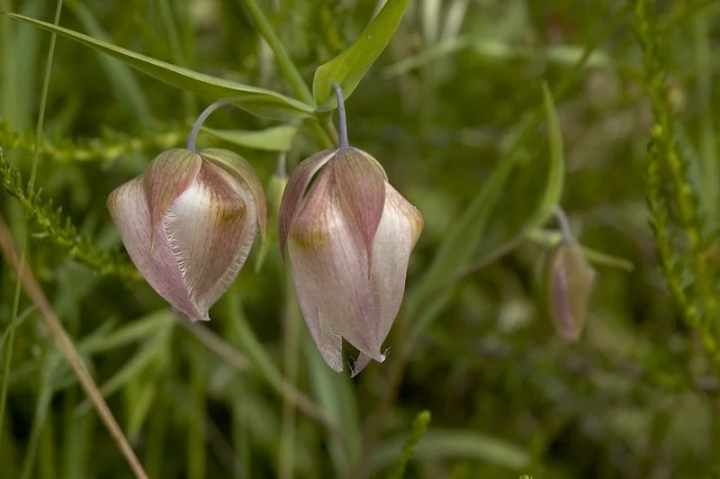 CUSTOM DESIGNS: Some flowers are suited for specific types of insects and birds to the exclusion of others.