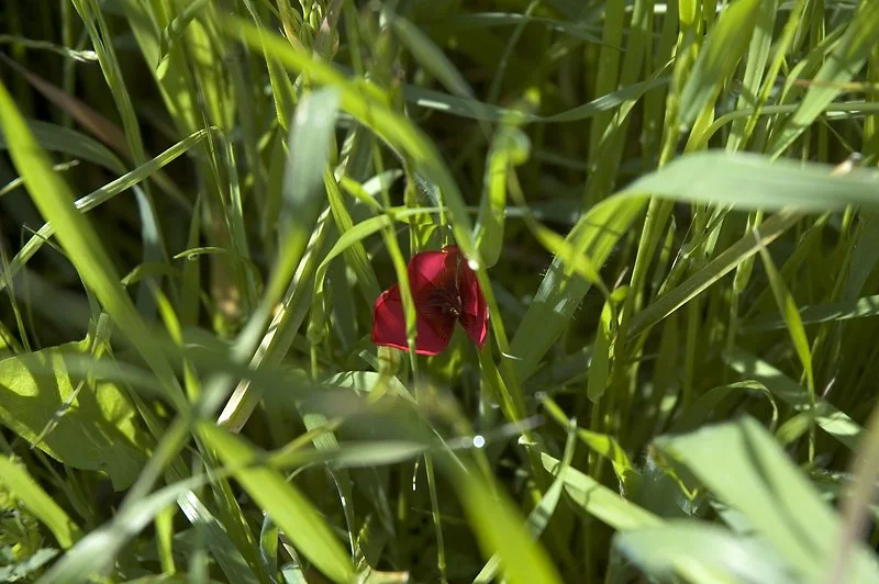 What was really striking to me was the realization that in order to survive plants had to adapt to their surroundings – and they made their surroundings adapt to them – all without moving!