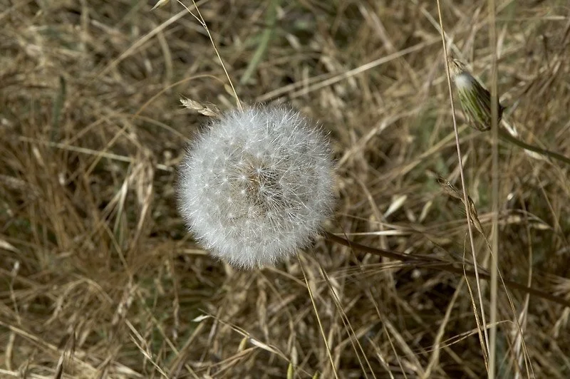 WIND POWER: It's believed that early flowers relied mainly on the wind for pollination.
