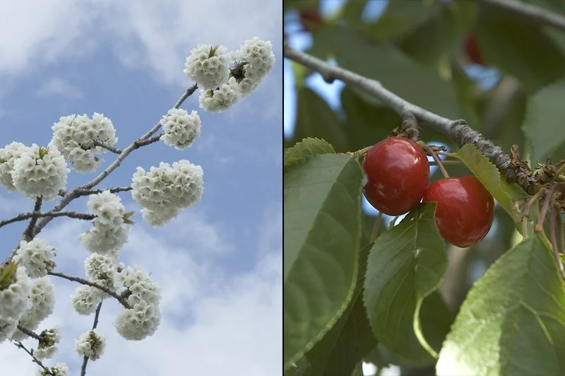 Fruit.