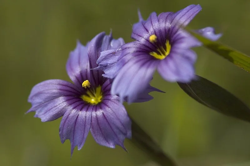 ADAPTATION: It is fascinating to learn how much flowers have evolved over the millions of years.