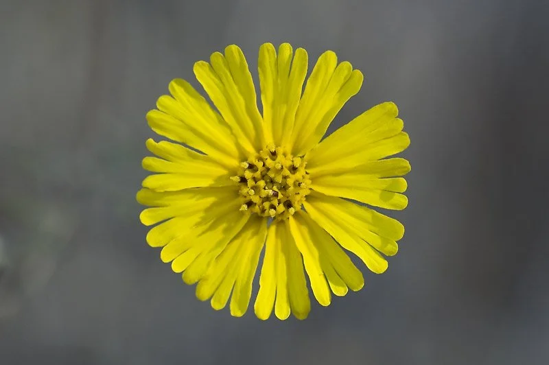 Daisy- or dandelion-like.