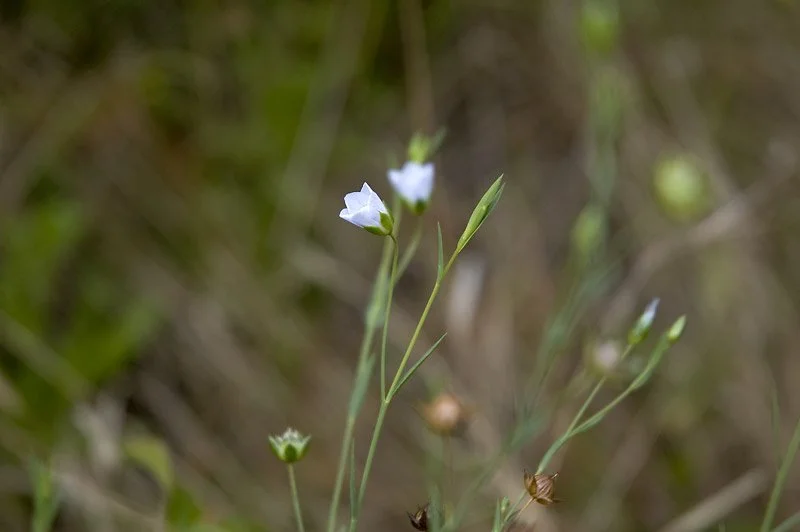 Reaching the nectar might require an insect that is powerful, one that has a long tongue, or one that is very small.