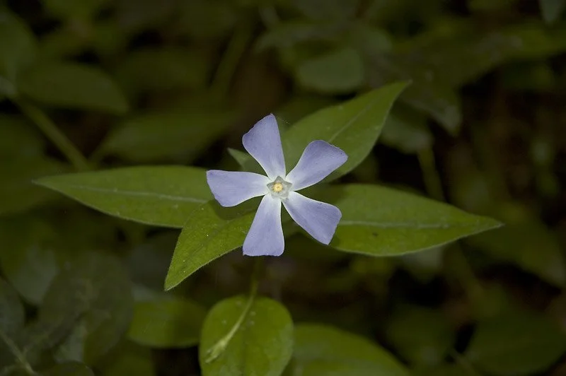 RADIALLY SYMMETRICAL: I picked up a few wildflower guidebooks so that I could learn to identify flowers.