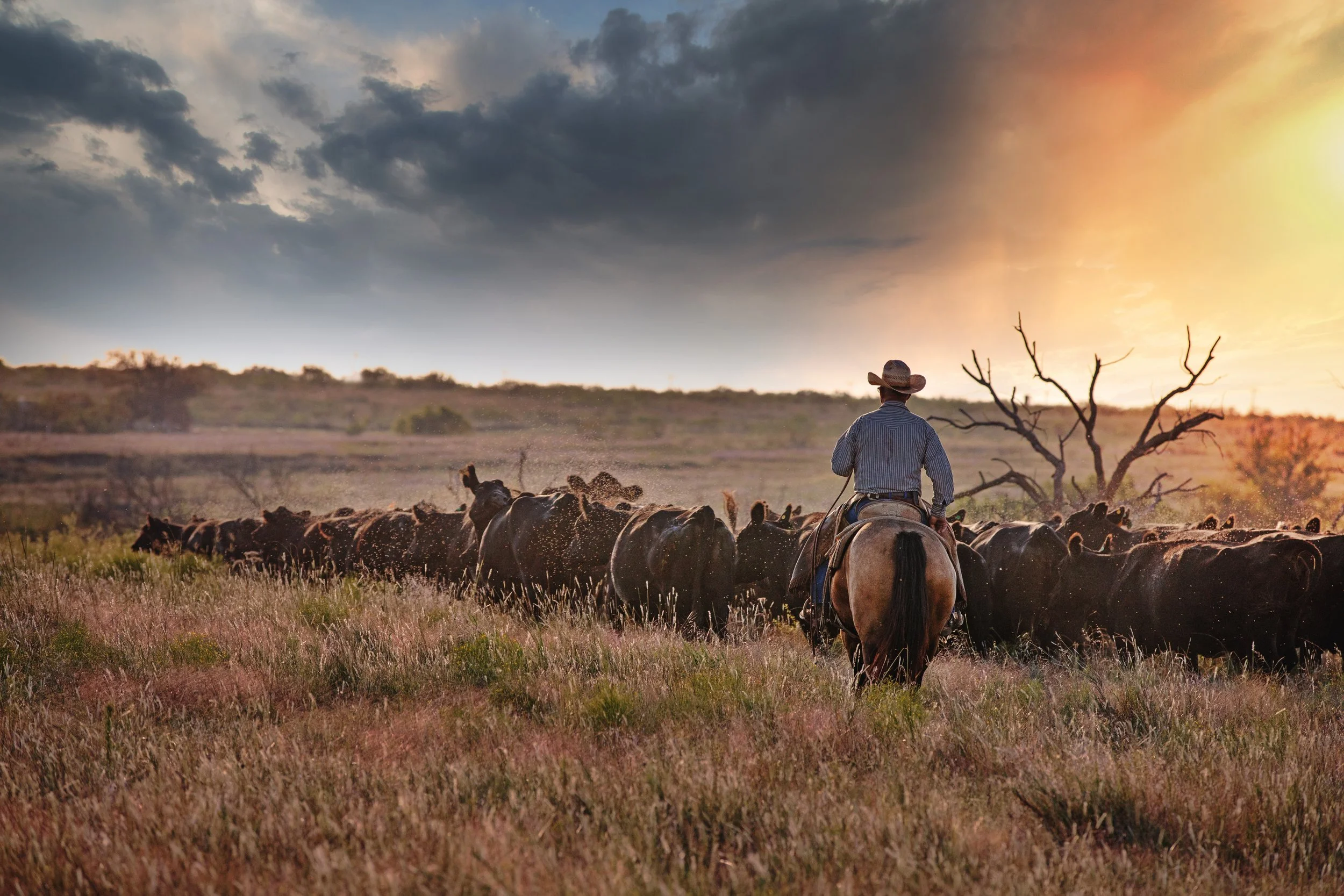 A cowboy riding a horse herds cattle across a grassy plain during sunset, with dark clouds and a partly cloudy sky.