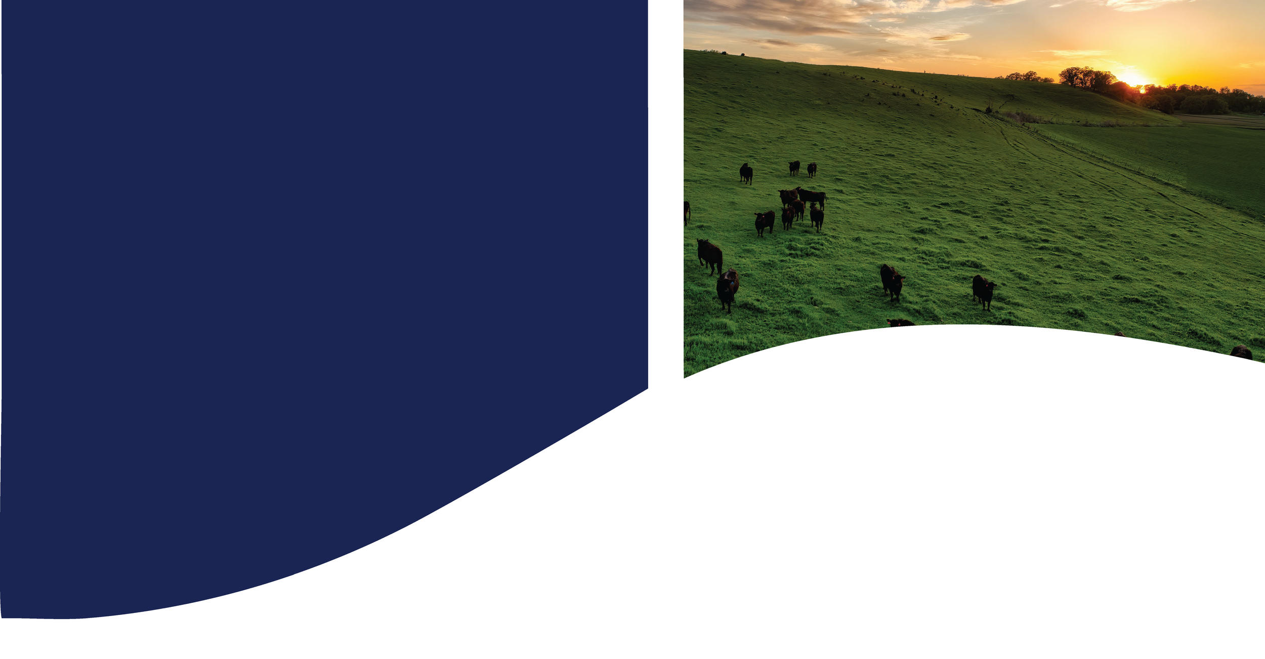 A scenic landscape of a grassy hill with cows grazing, set against a sunset sky with clouds and trees in the background.