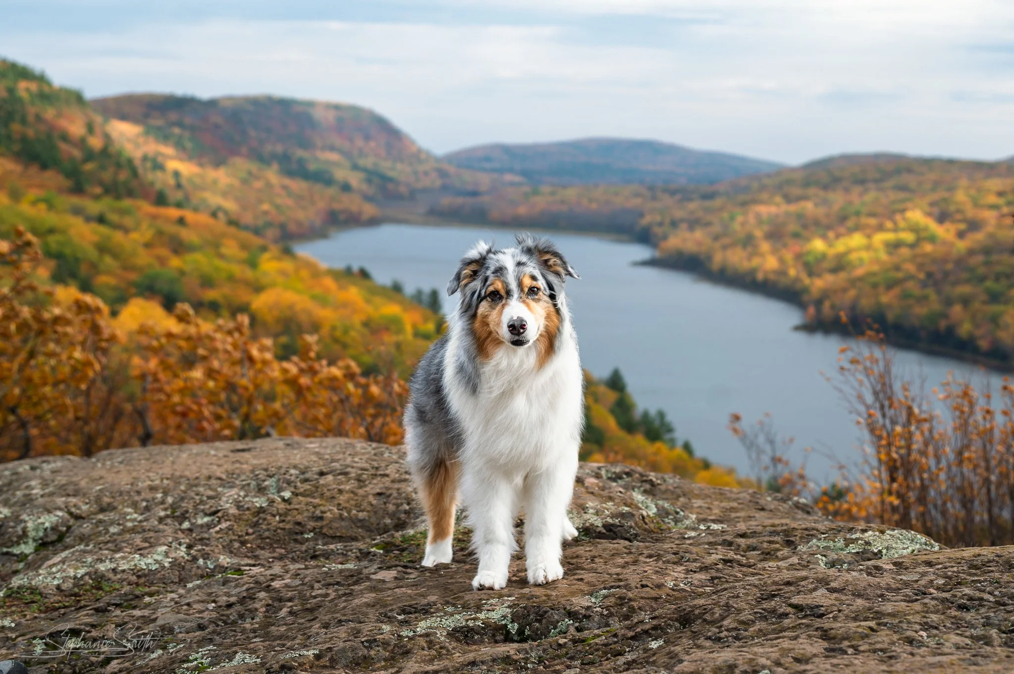 An Australian Shepherd dog with a merle coat stands on a rocky surface overlooking a lake surrounded by autumn-colored trees and rolling hills under a cloudy sky.