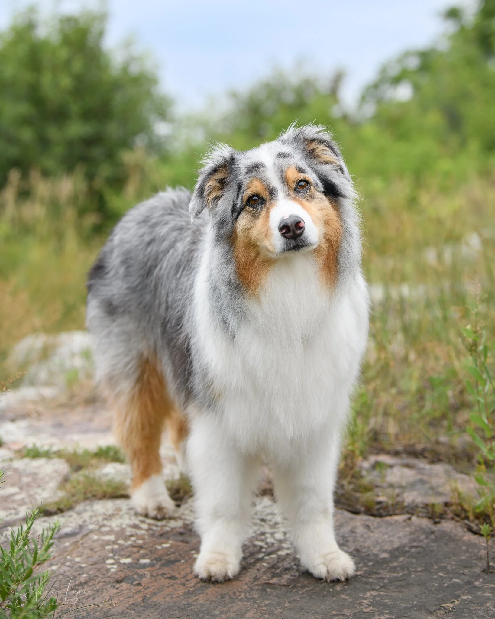 Australian Shepherd puppy outdoors on a dirt path with green foliage in the background.