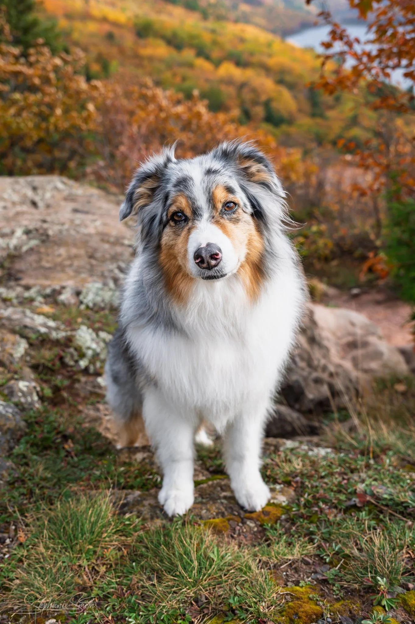 An Australian Shepherd dog standing outdoors on a rocky and grassy terrain during autumn, with colorful fall foliage in the background.