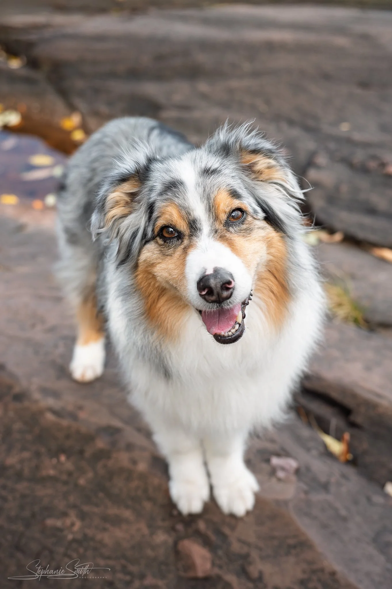 A happy Australian Shepherd dog with a merle coat pattern standing on a wooden surface outdoors.