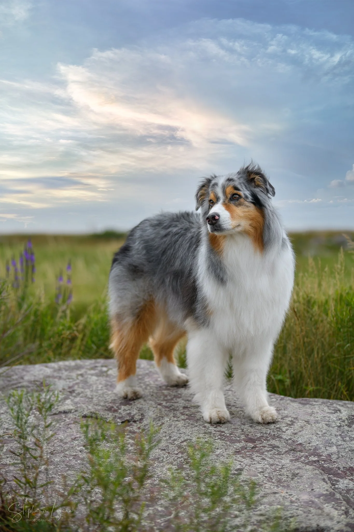 An Australian Shepherd dog with a merle coat pattern, standing outdoors on a large rock in a grassy field under a partly cloudy sky.