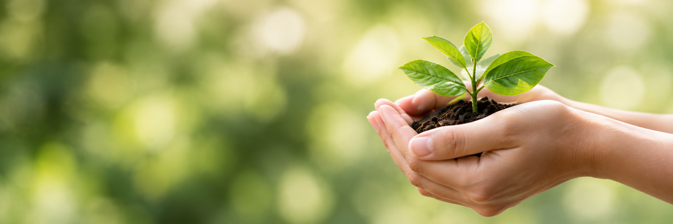 Hands holding a small green plant with soil against a blurred green background.