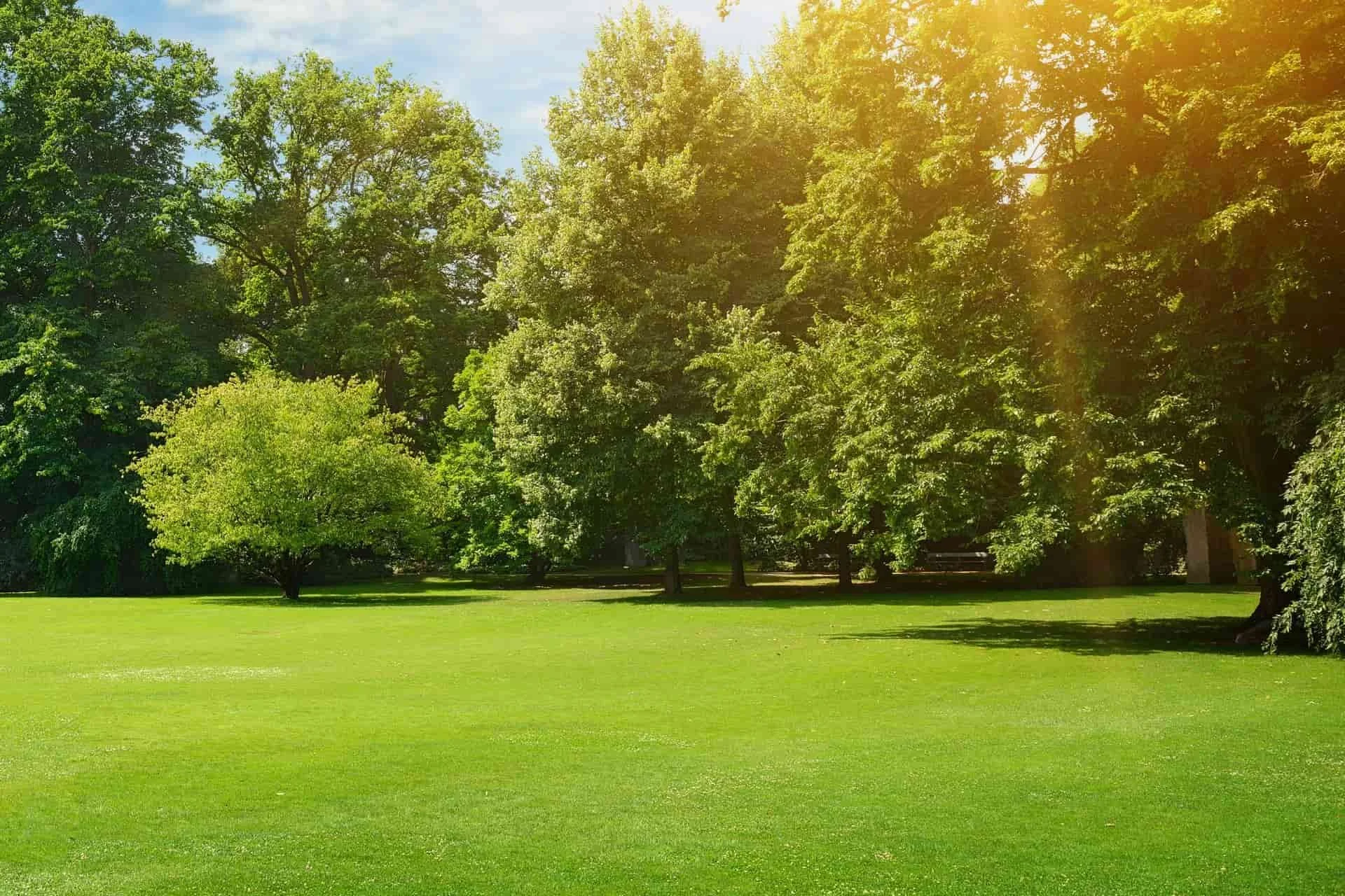Open lawn area surrounded by trees at sunset.