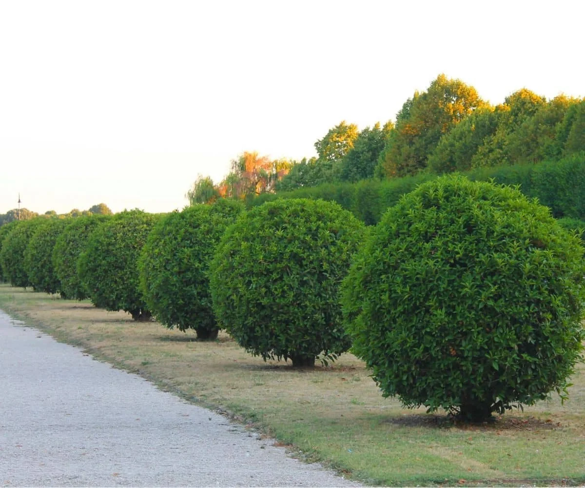 A row of neatly trimmed green bushes beside a gravel pathway with a backdrop of trees and a clear sky.