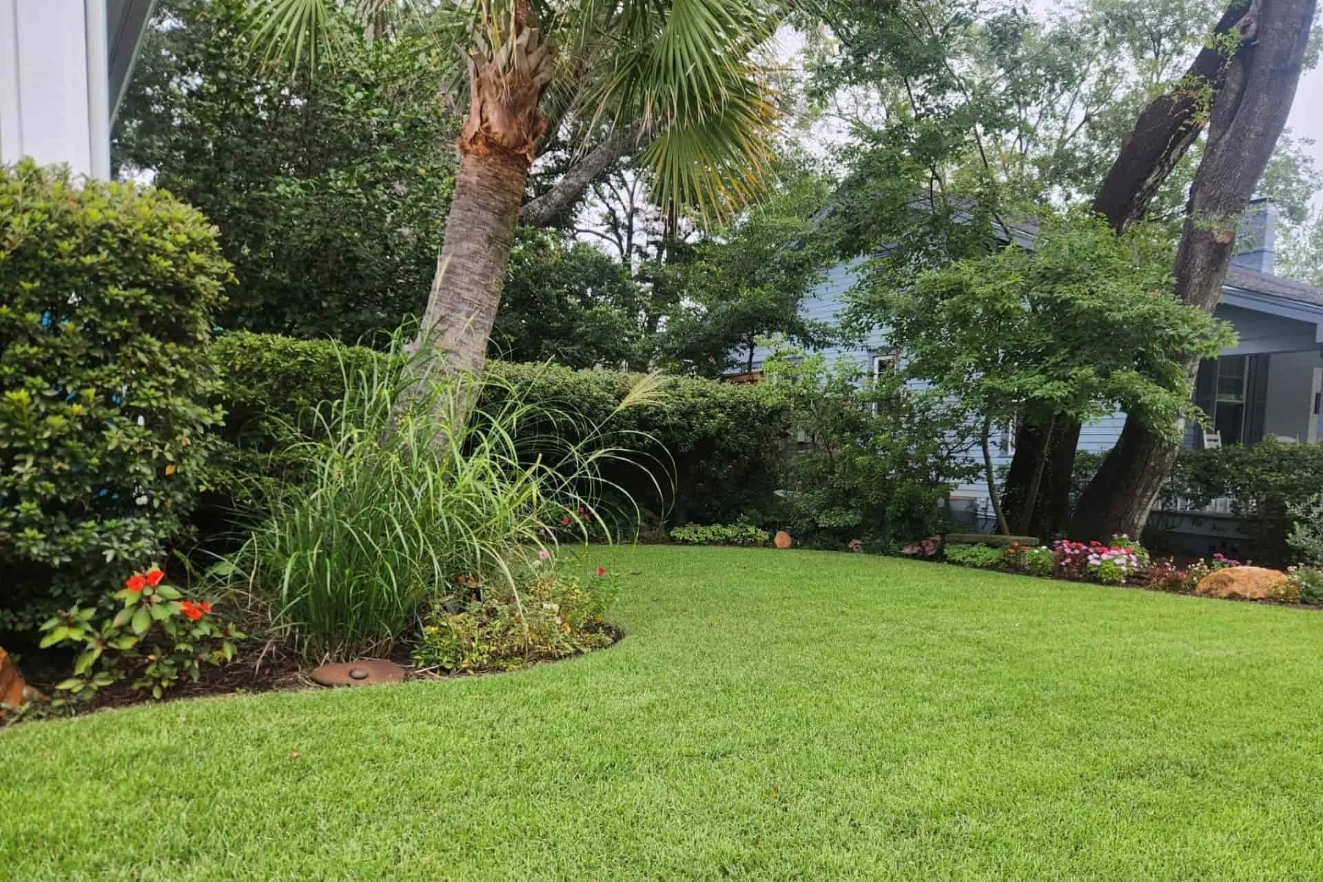 Well-maintained lawn with palm trees and landscaped shrub border in Wilmington, NC