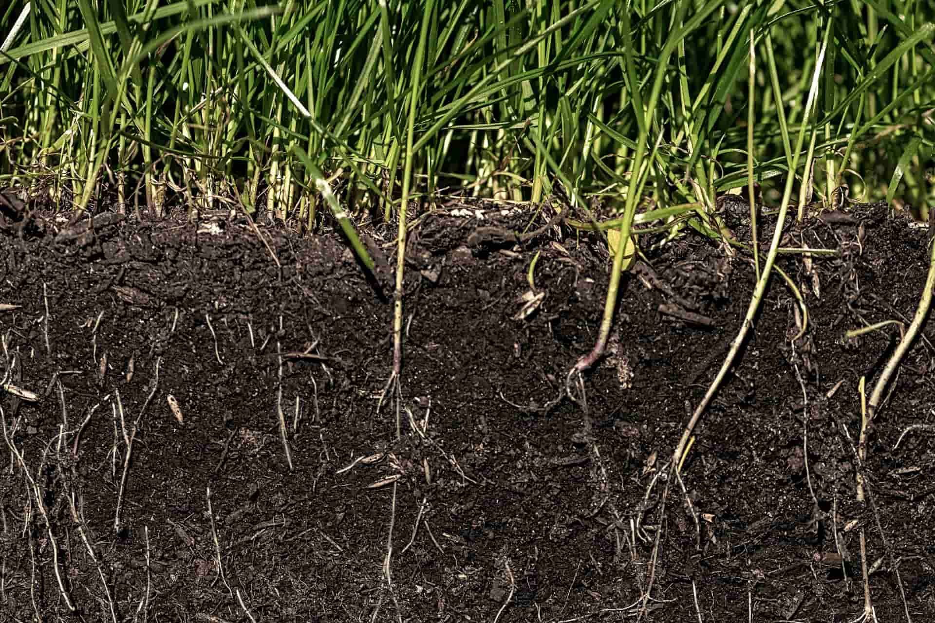 Cross-section of healthy turf showing grass blades and root system in the soil