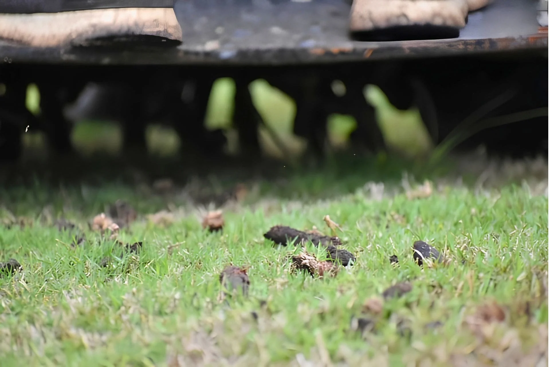 Close-up of core aeration equipment pulling soil plugs from a lawn in Wilmington, NC