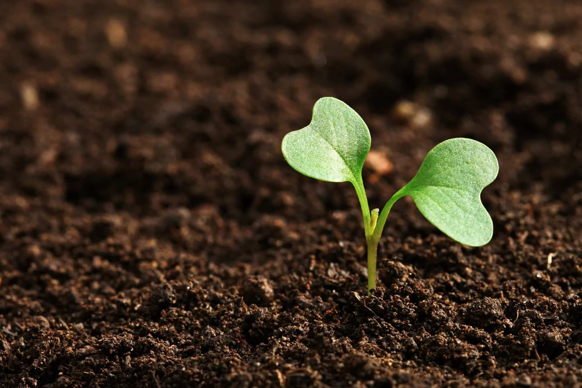 Young seedling sprouting from rich, dark soil