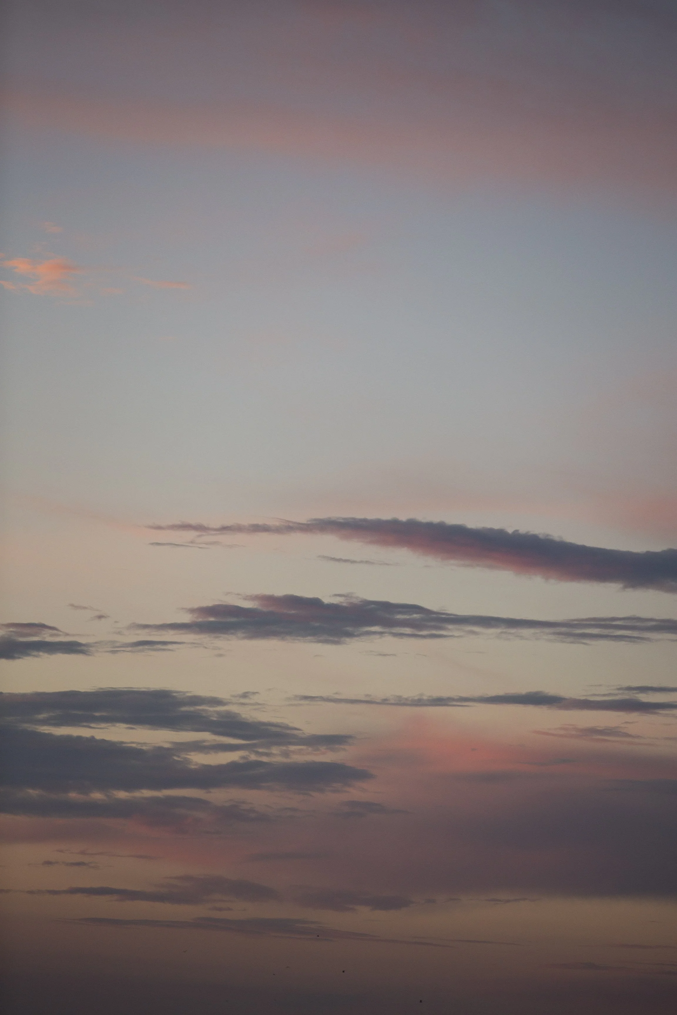 _D1A4441.jpg
