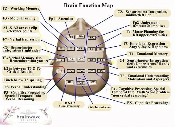 LENS diagram of the brain with labeled regions for different functions, including zones for memory, attention, emotion, motor planning, sensorimotor integration, verbal expression, and cognitive processing.