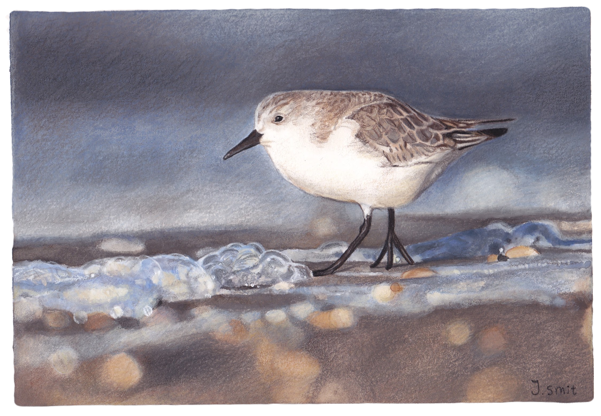 Vogeltje.png