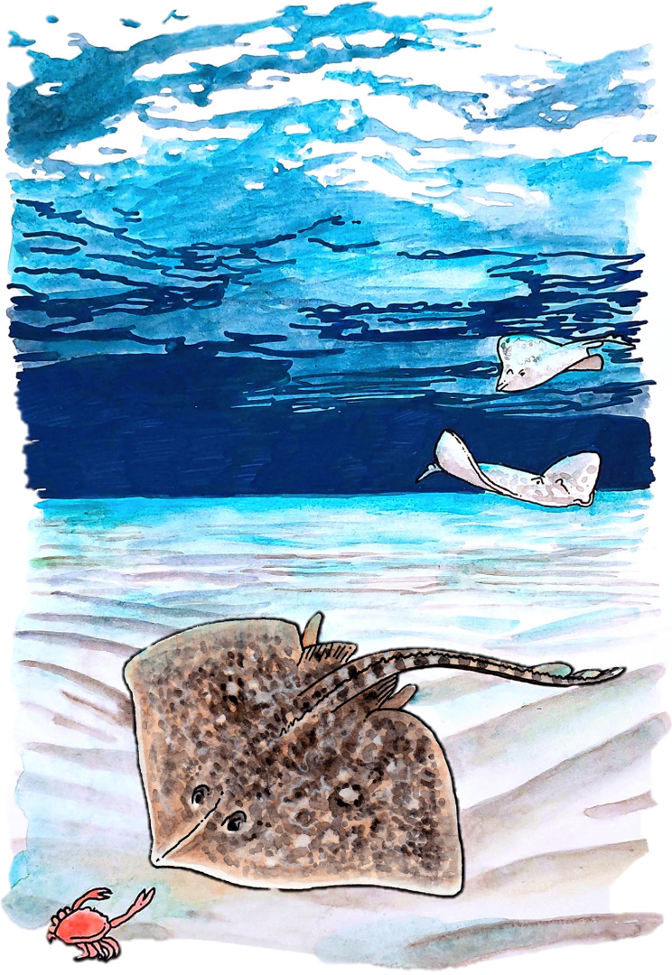 BSc Thesis: Feeding behavior of skates in the North Sea