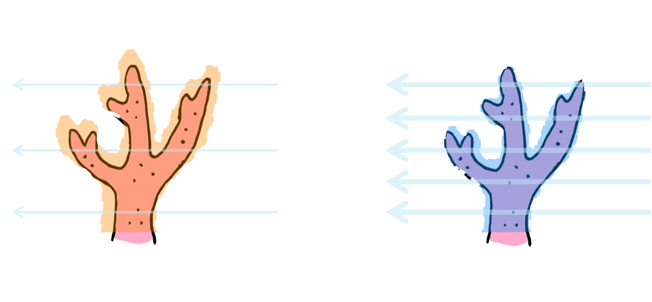 MSc Thesis: The coral's coat