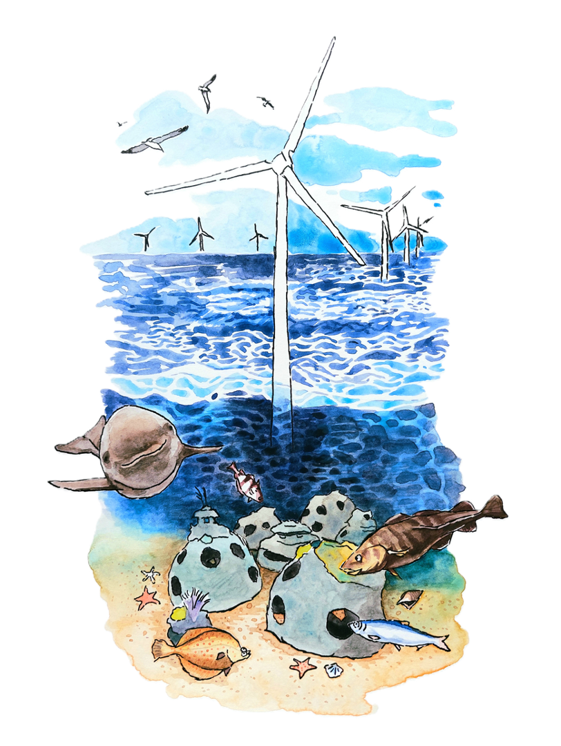 MSc Thesis: Offshore Windparks