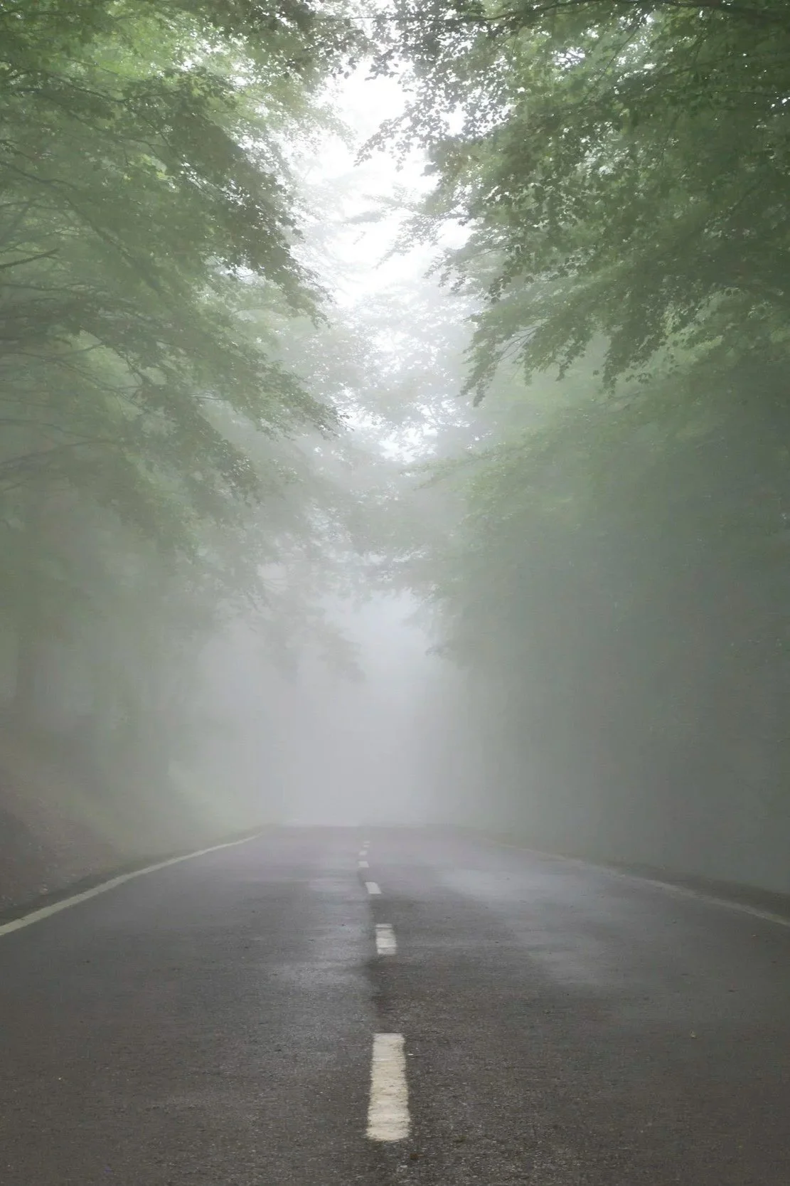 A foggy road surrounded by dense green trees, with the road's edges faintly visible through the mist and the sky obscured by the fog.
