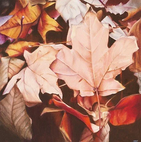 Rose Maple