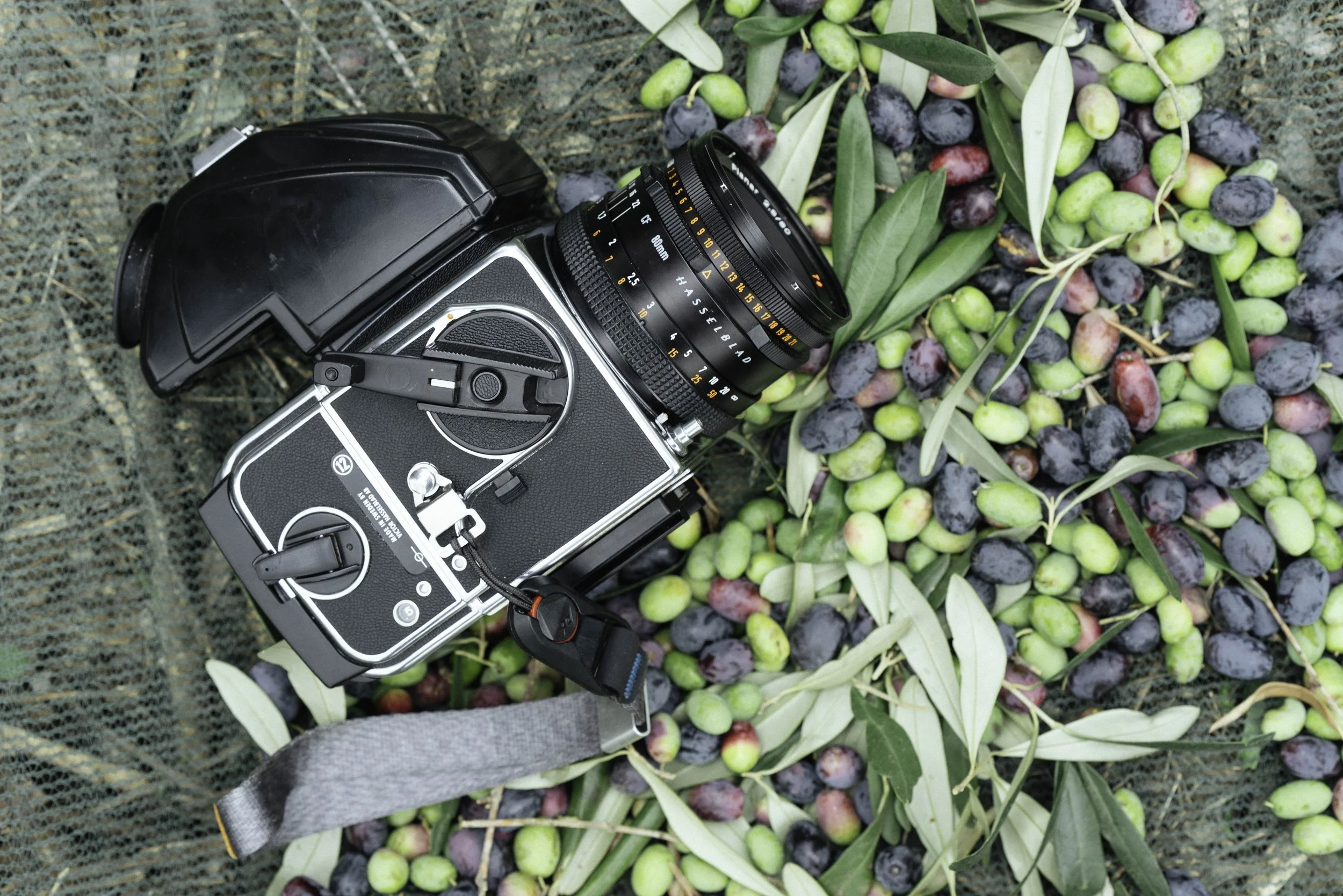 ARH-Olive-18.jpg