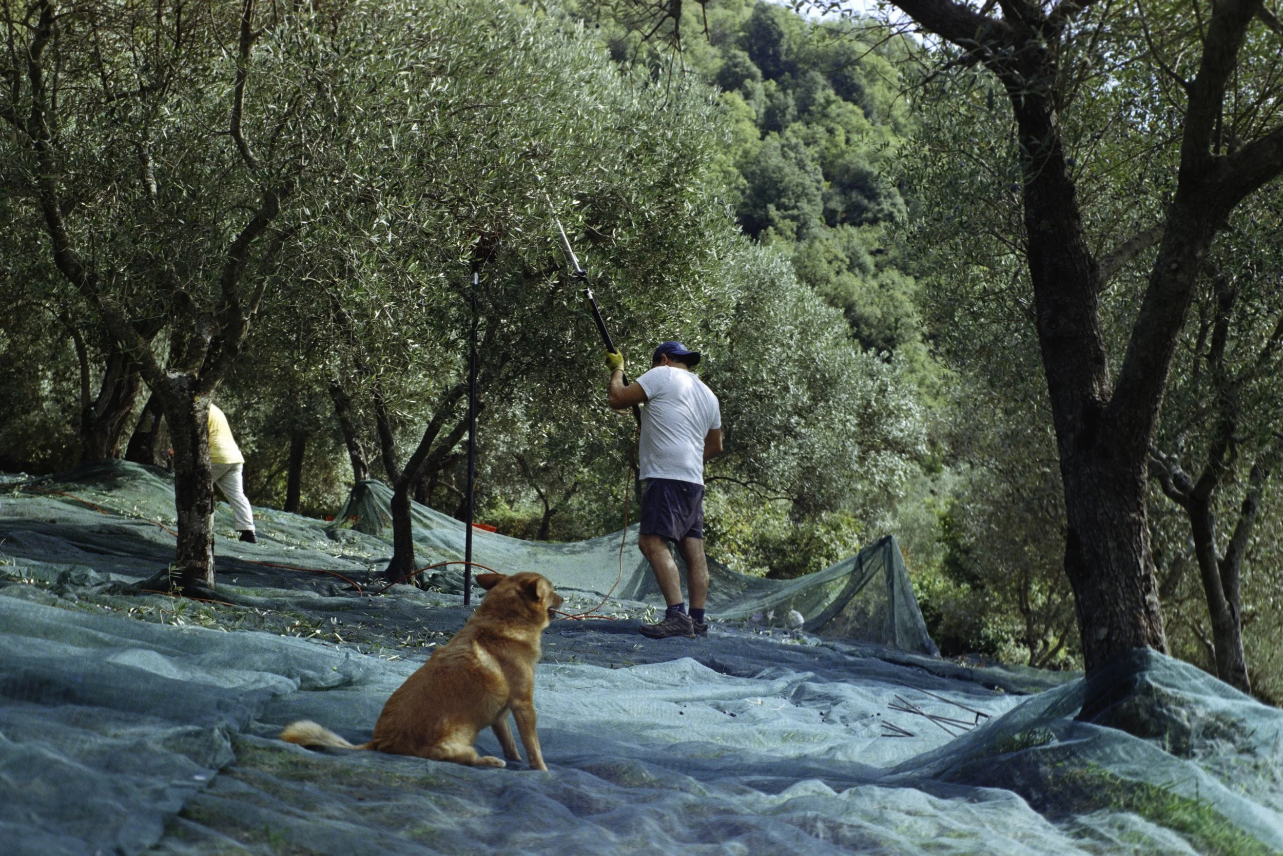 ARH-Olive-8.jpg
