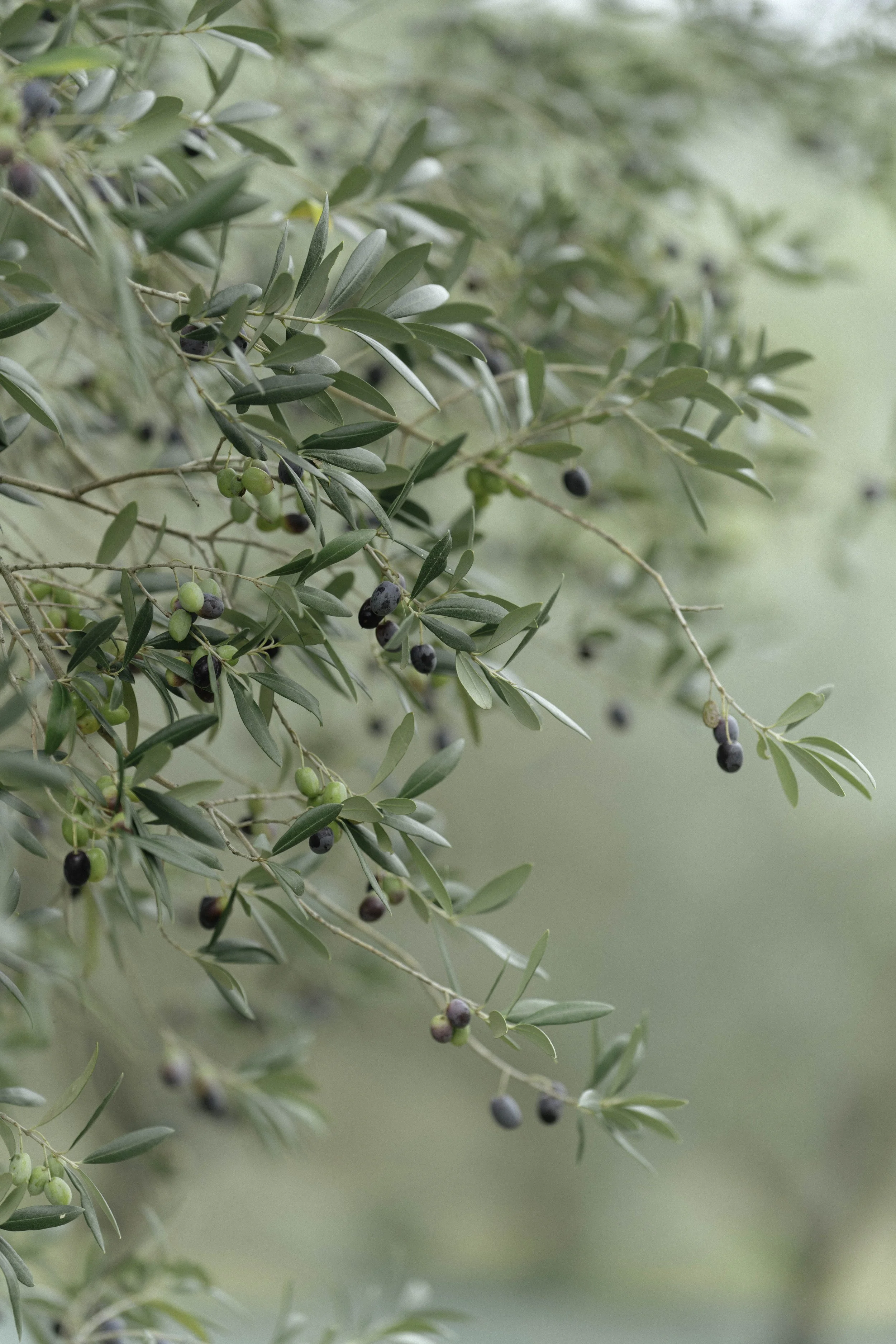 ARH-Olive-4.jpg