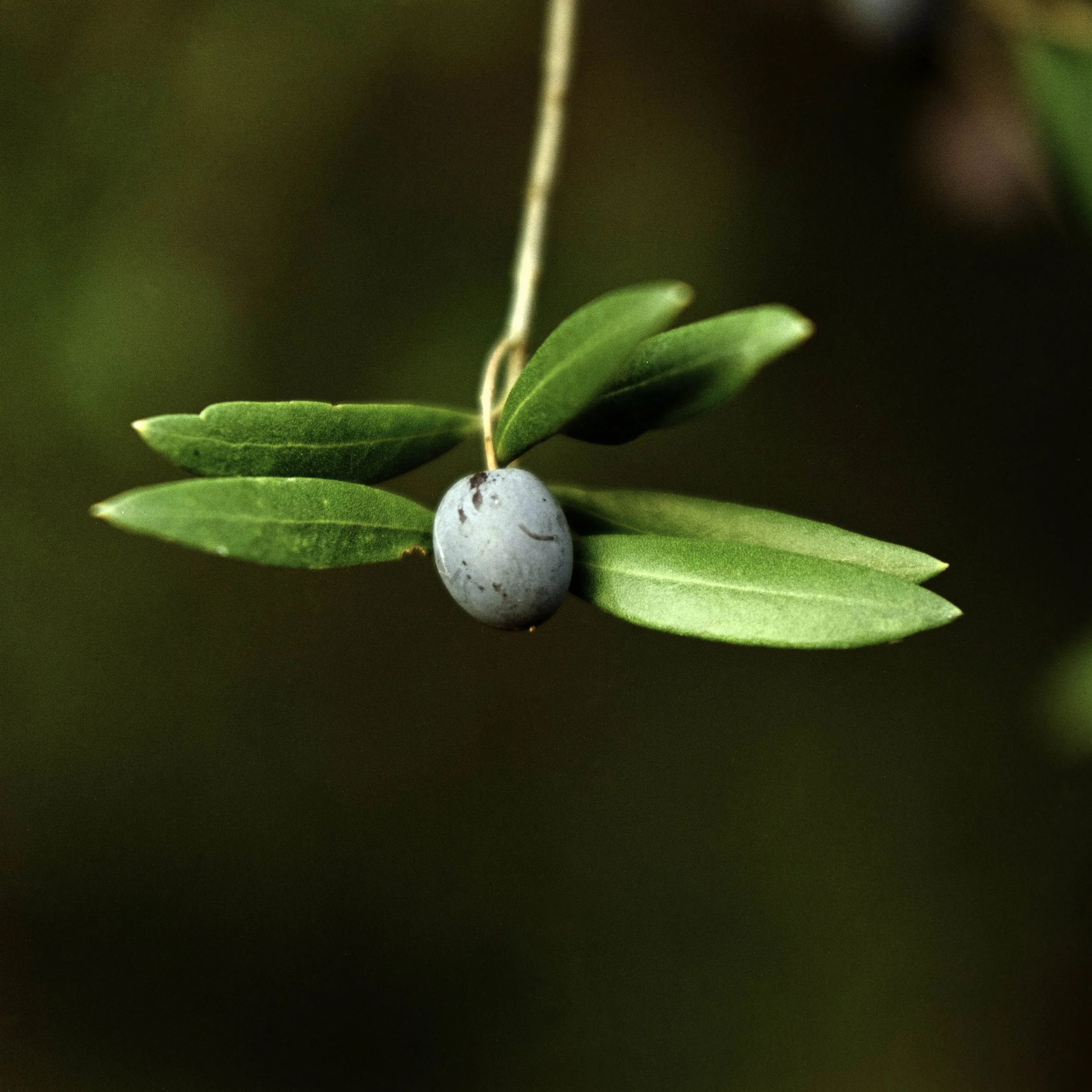 ARH-Olive-6.jpg