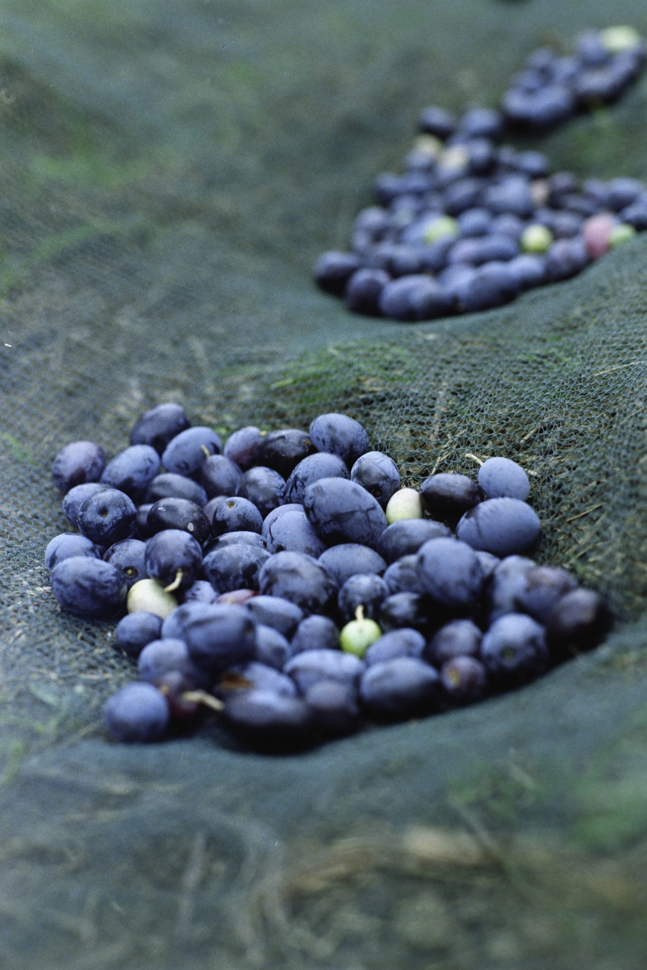 ARH-Olive-17.jpg