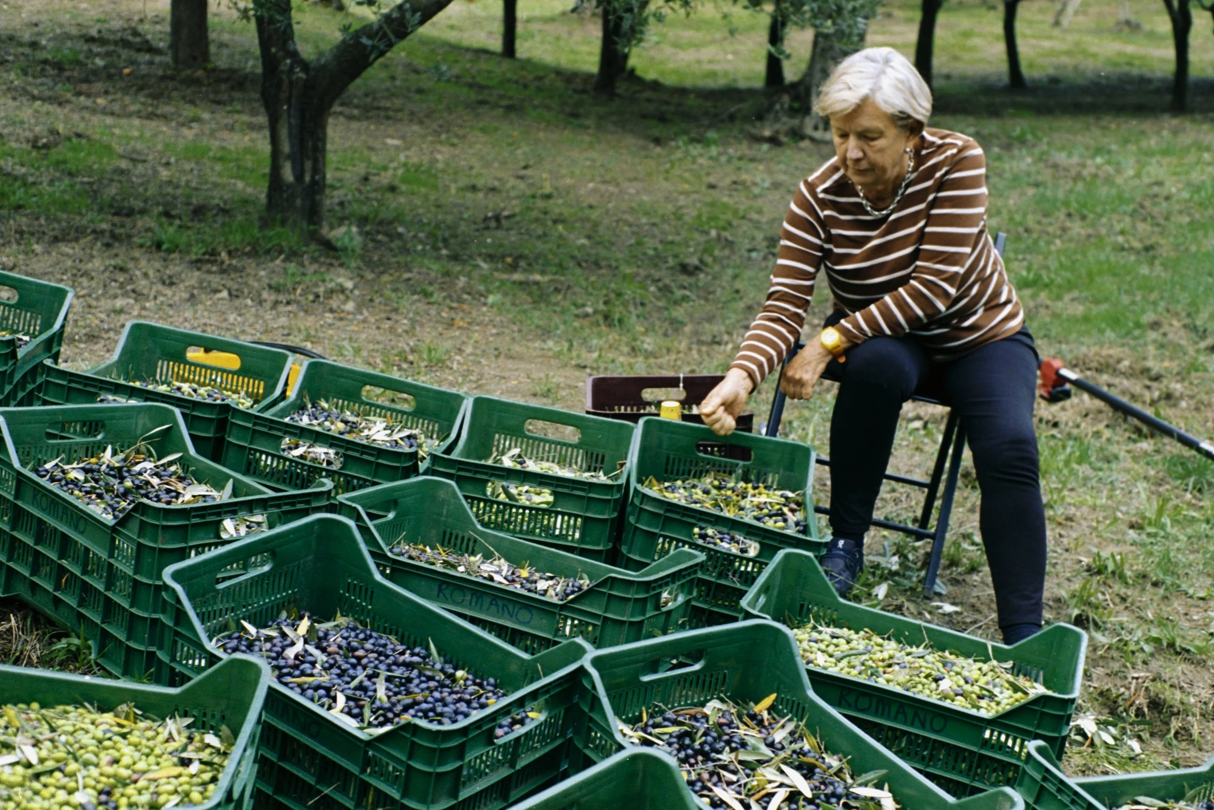 ARH-Olive-24.jpg