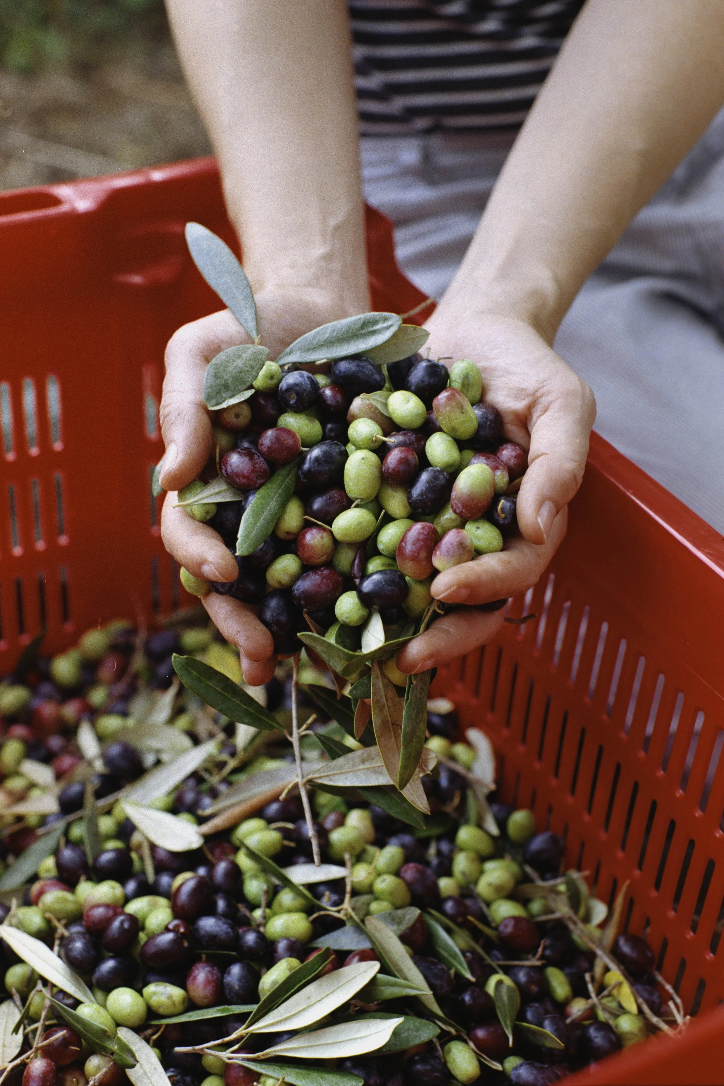 ARH-Olive-16.jpg