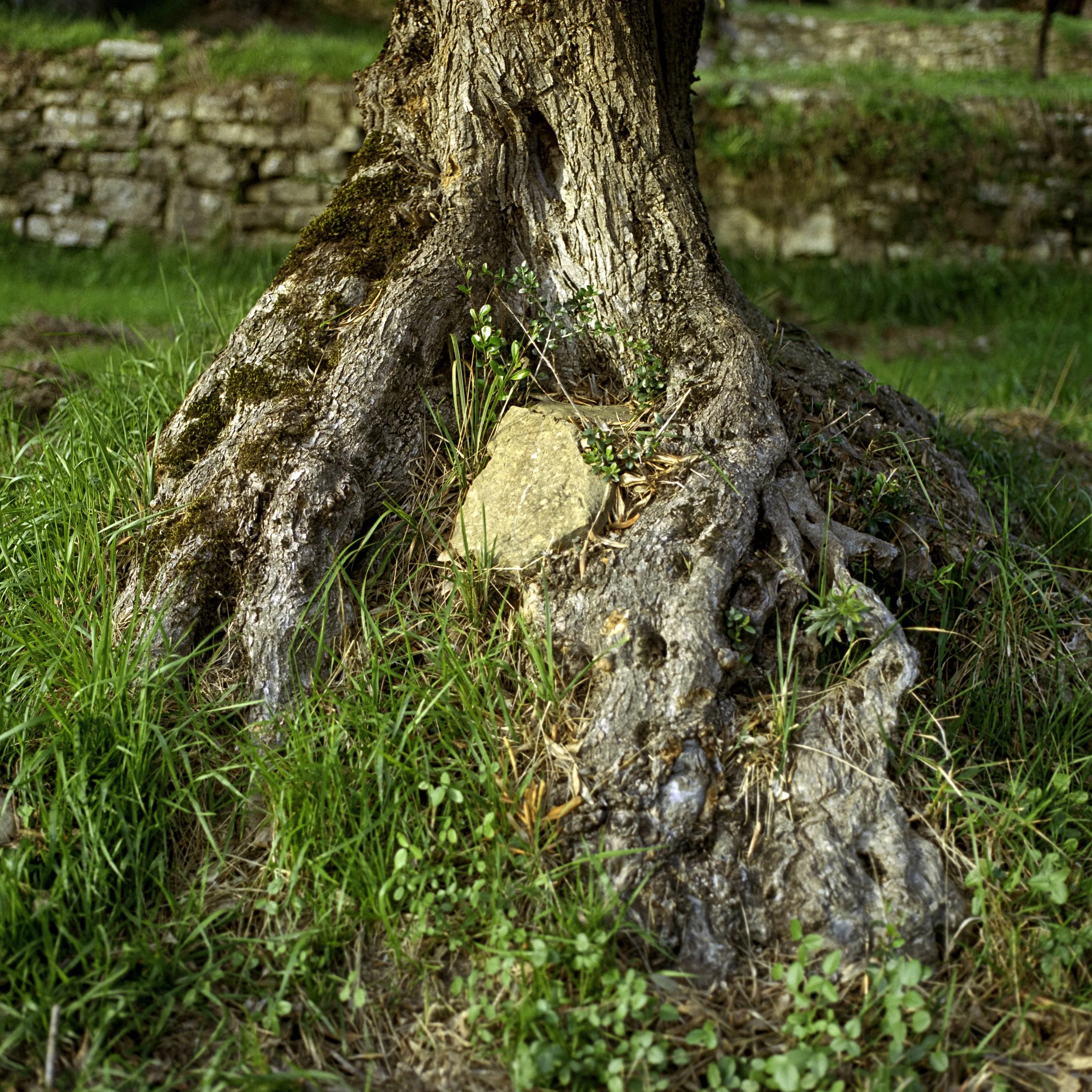 ARH-Olive-3.jpg