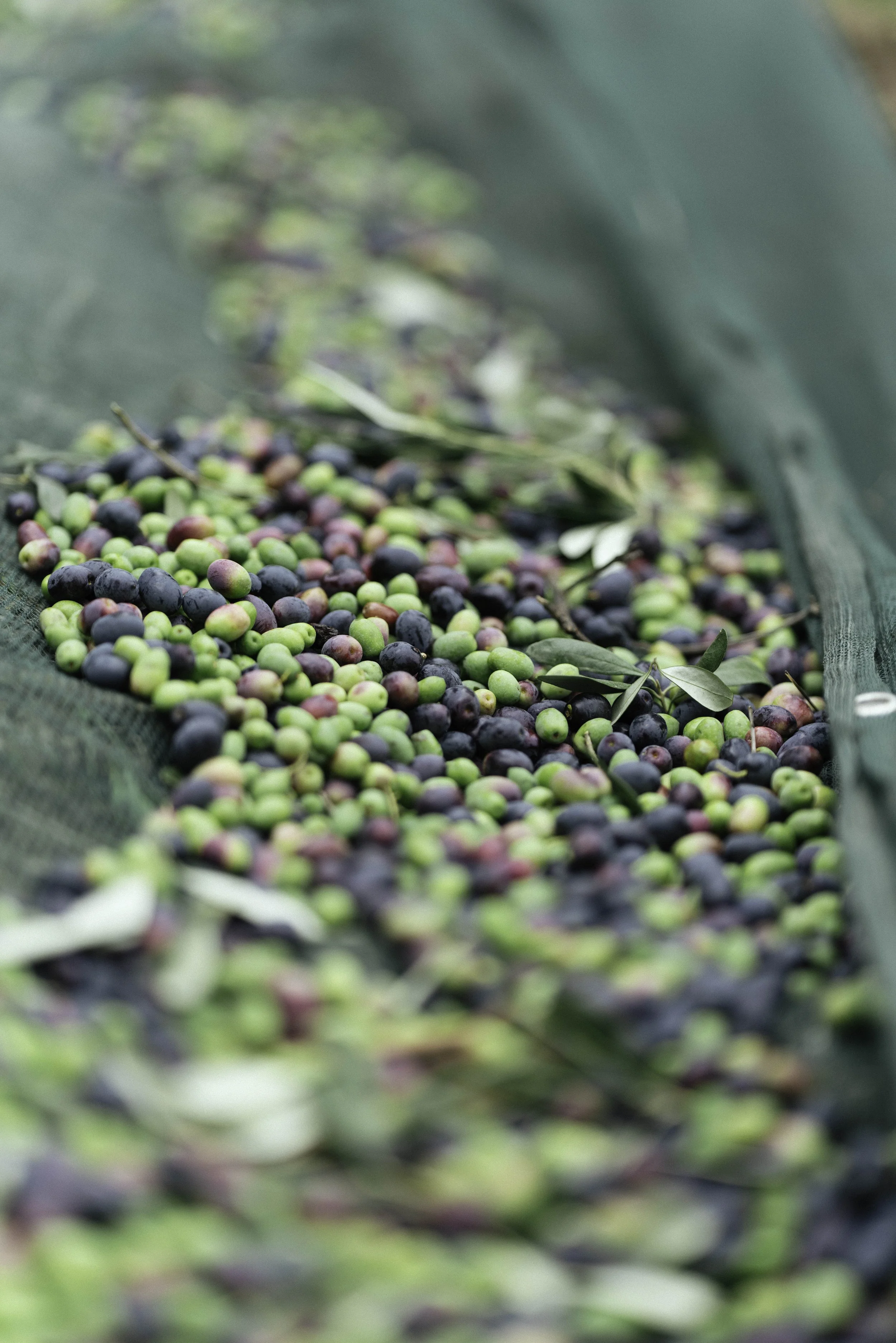 ARH-Olive-13.jpg