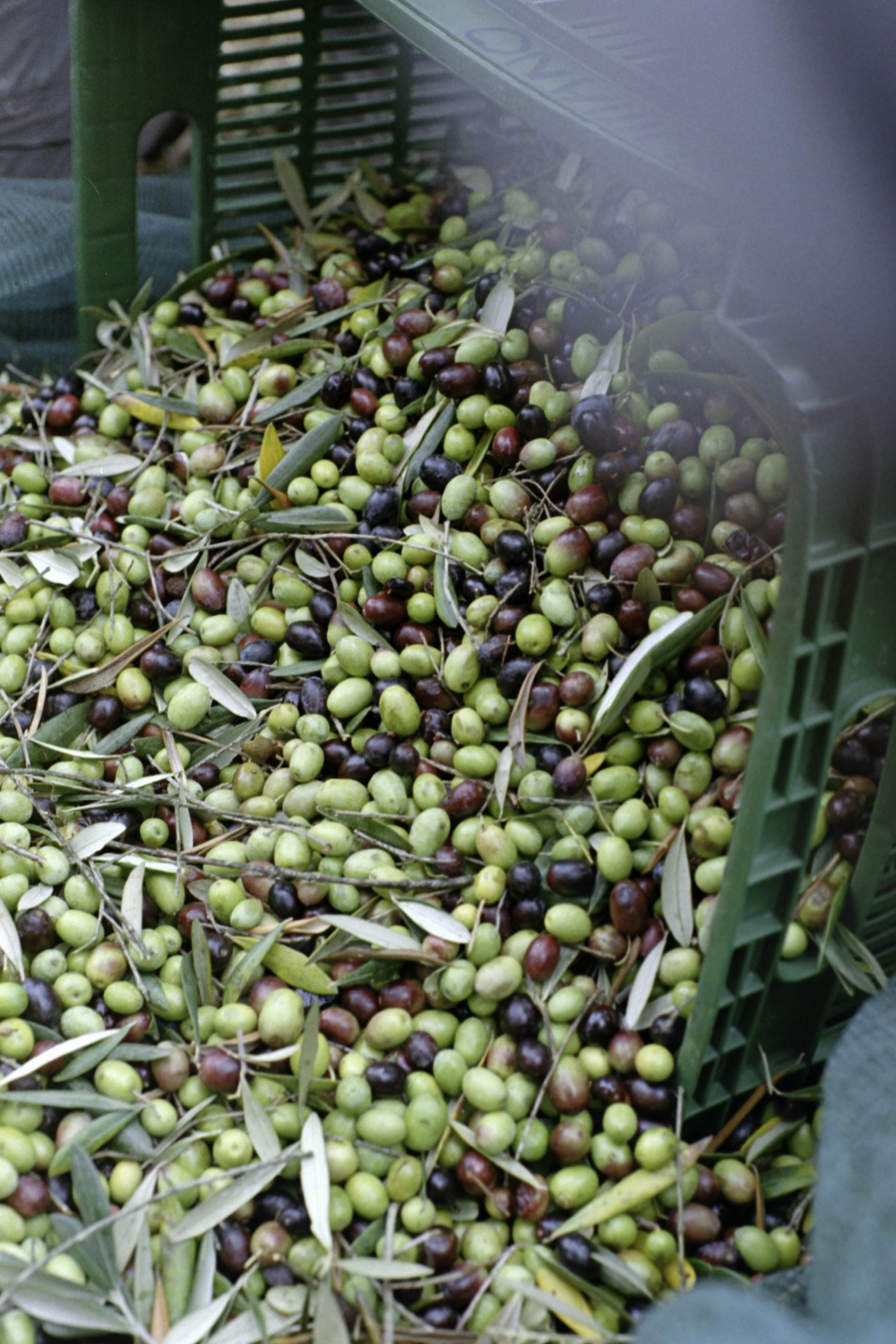 ARH-Olive-23.jpg