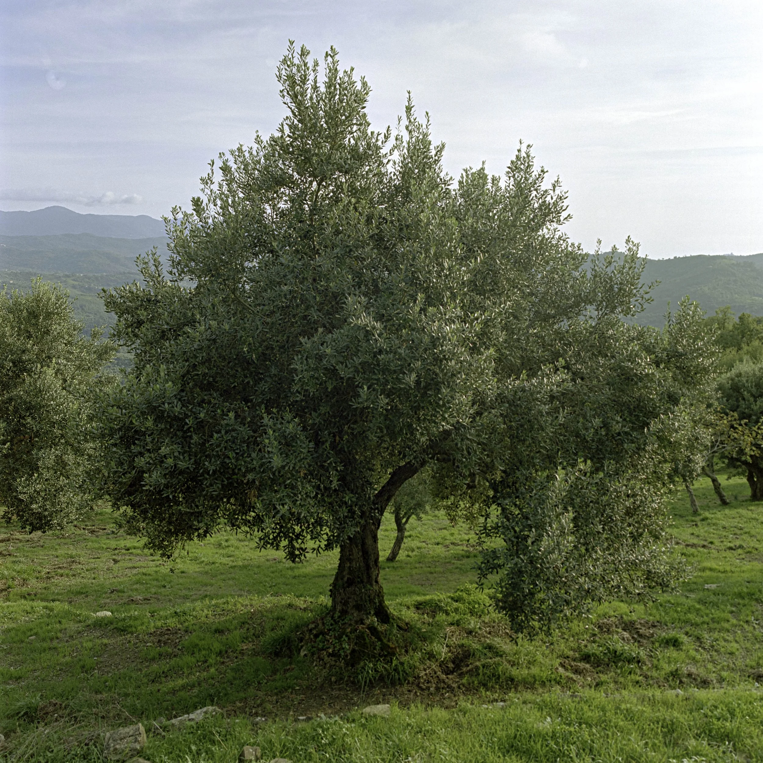 ARH-Olive-2.jpg
