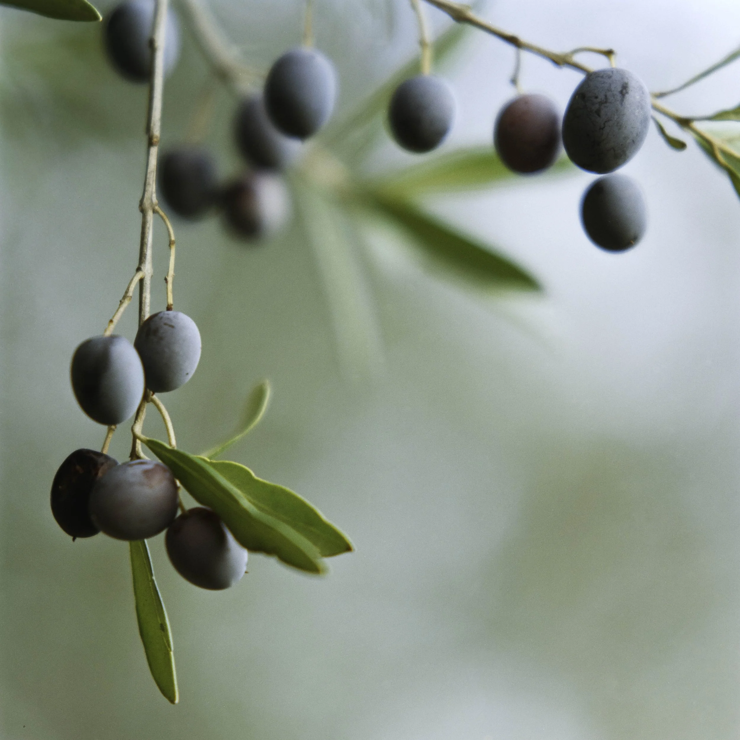 ARH-Olive-5.jpg