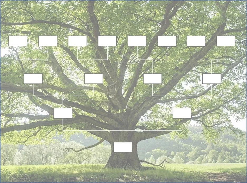A large tree with green leaves in a field, with white boxes and lines overlaying the image, resembling a family tree diagram.