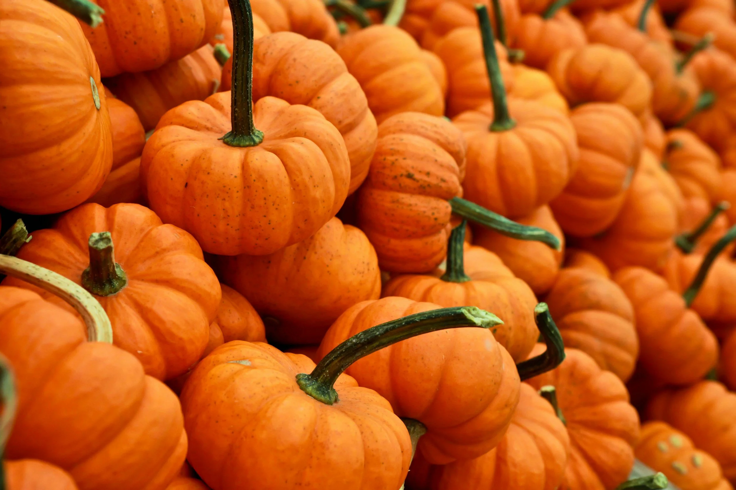 Close-up of numerous small orange pumpkins with green stems, piled together.
