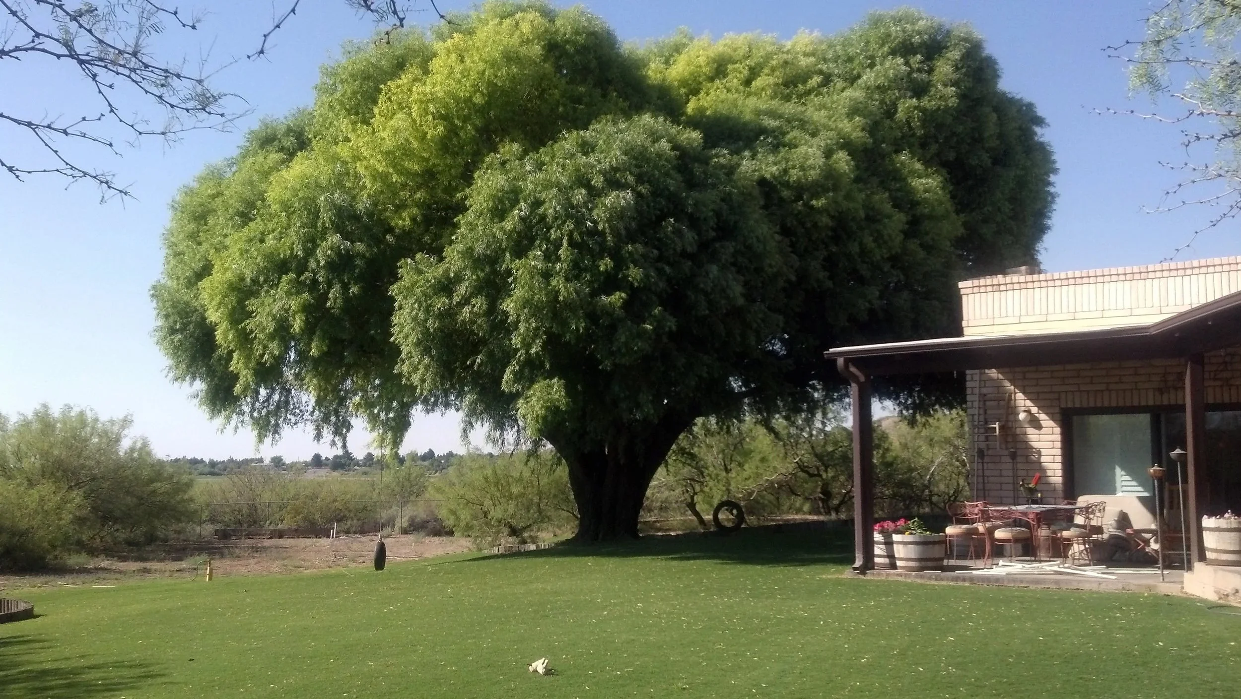 A large leafy tree in a backyard with a patio area featuring a table and chairs, surrounded by grass and other smaller trees, under a clear blue sky.