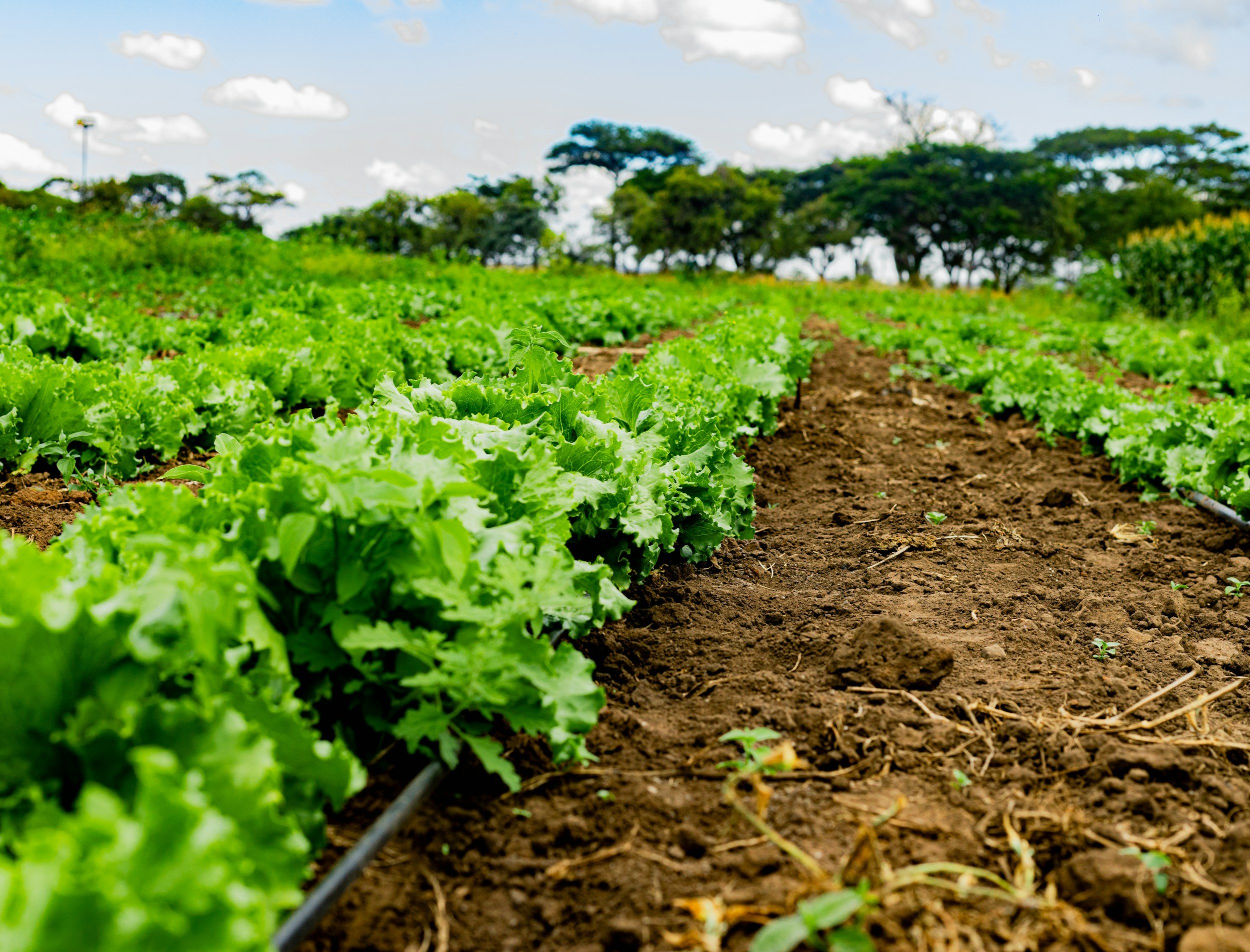 Rows of leafy green vegetables growing in a field