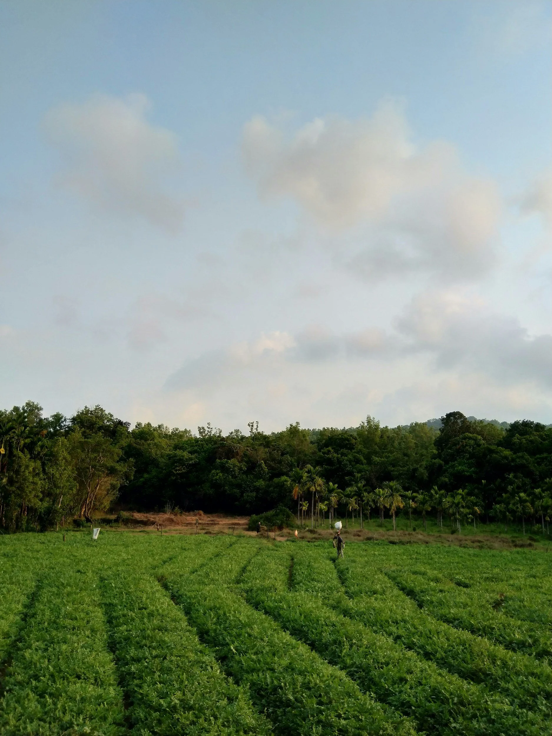 Green vegetable rows growing across a cultivated farm field