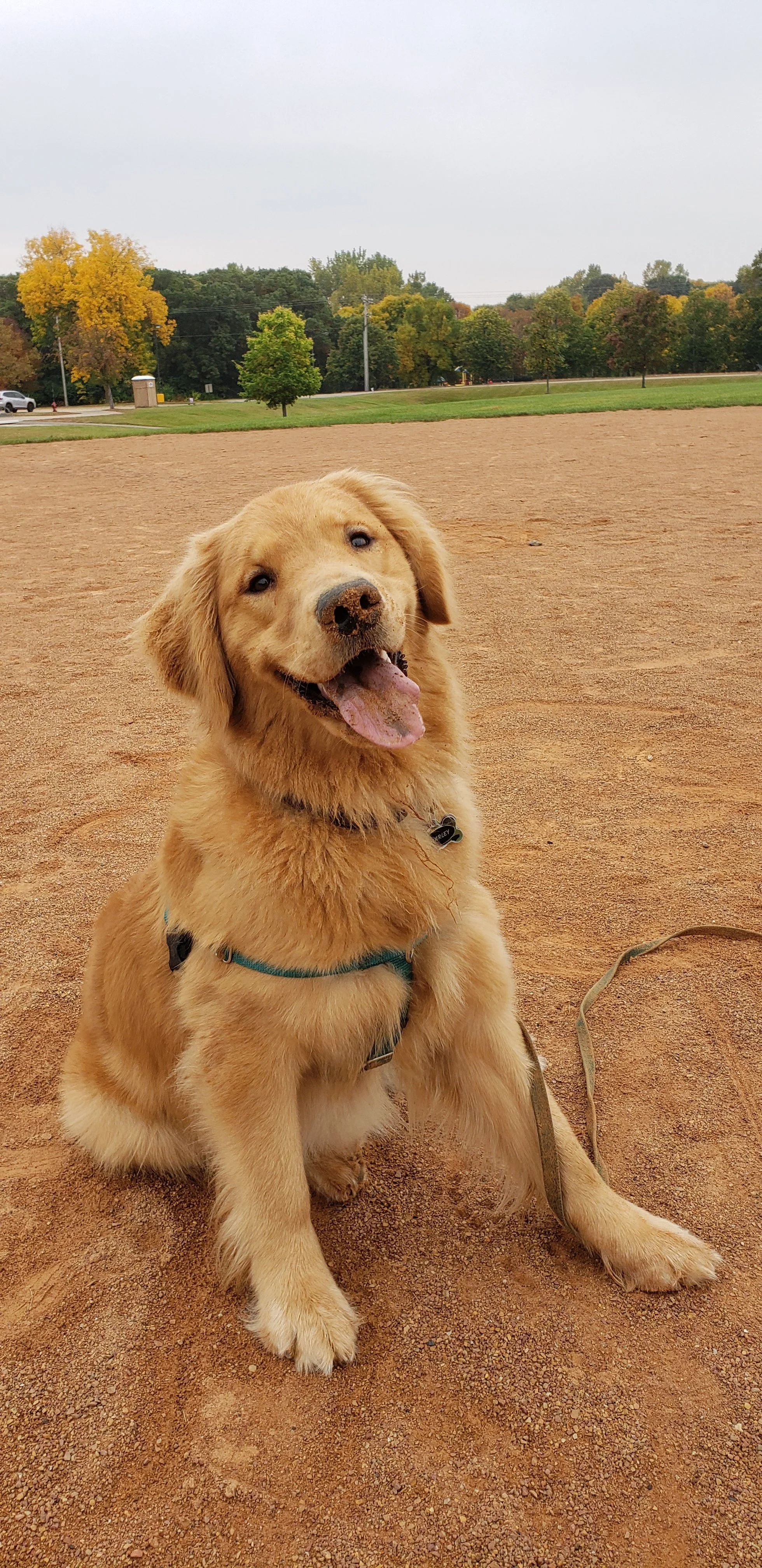 A smiling golden retriever puppy sitting on a baseball field in Minnesota with trees in the background.